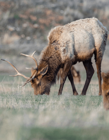 Respect the Wild