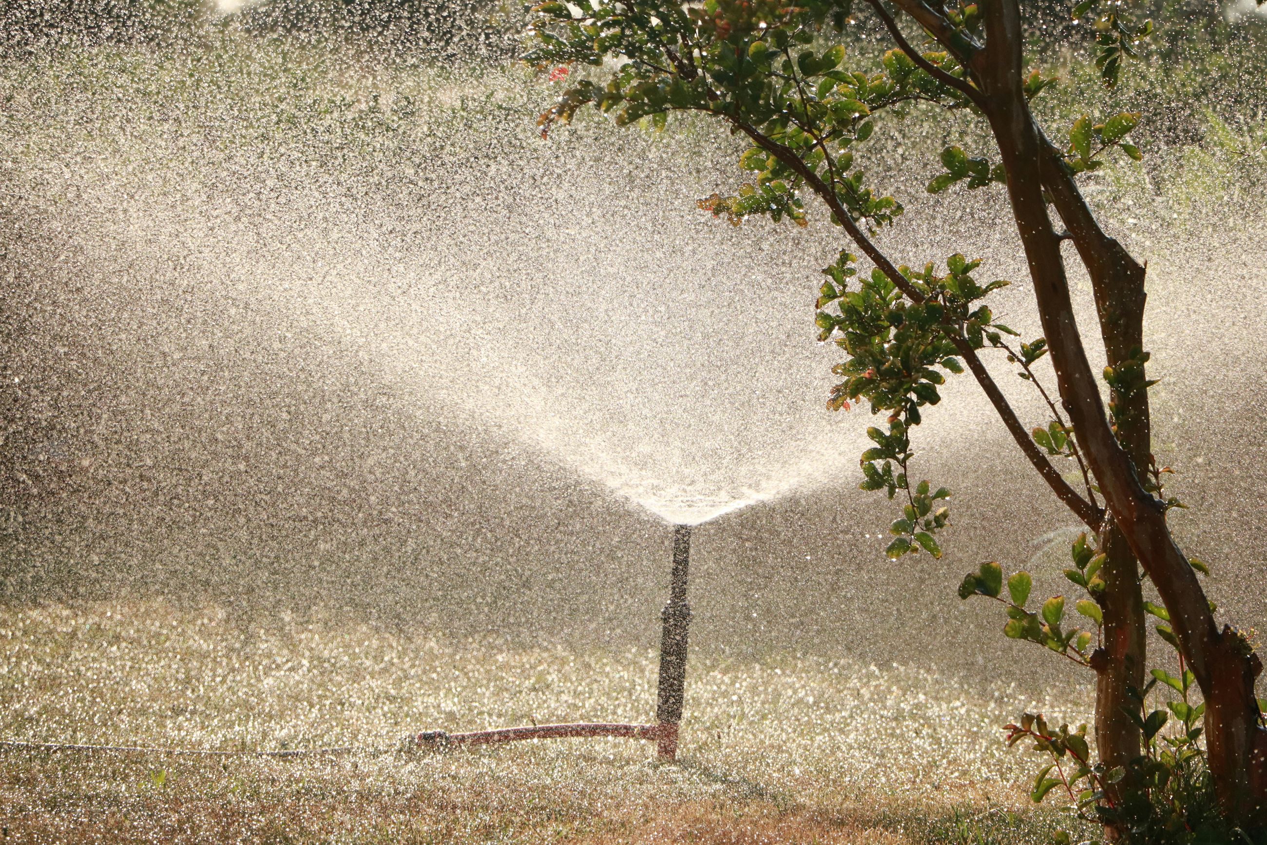 Picture of a water spraying into the wind from a sprinkler