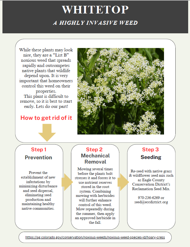 Whitetop Highly Invasive Weed Info Sheet